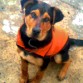 maxi es un perro mjuy jugeton !!!! y le tiene su ropa de bocaa 